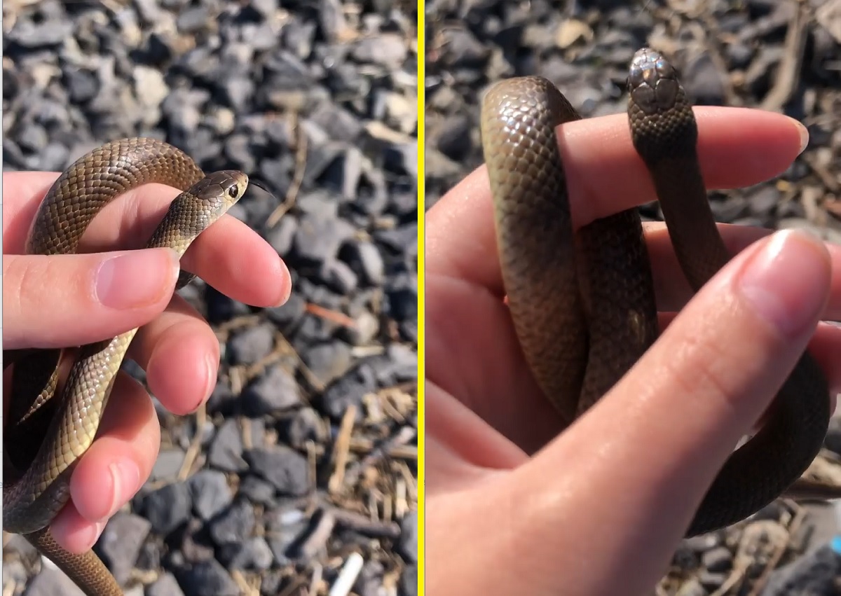 Vídeo de criança segurando a segunda cobra mais venenosa do mundo deixa internautas assustados