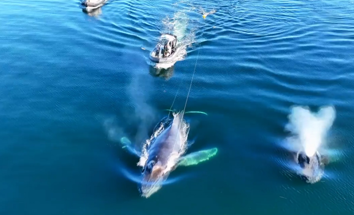 VÍDEO: impressionante resgate de uma baleia jubarte que estava presa em equipamento de pesca no Canadá