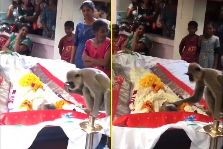VÍDEO: macaco lamentando morte de cuidador no Sri Lanka emociona internautas