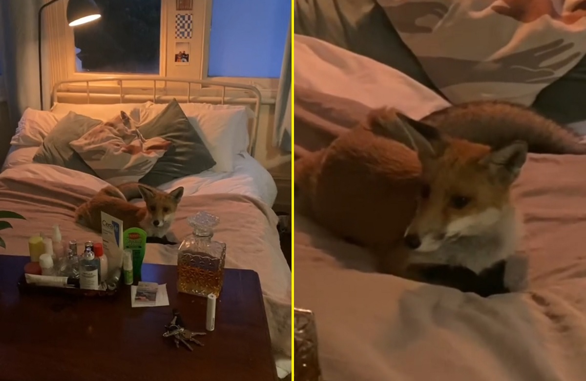 VÍDEO: britânica é surpreendida com raposa selvagem que deitou em sua cama 