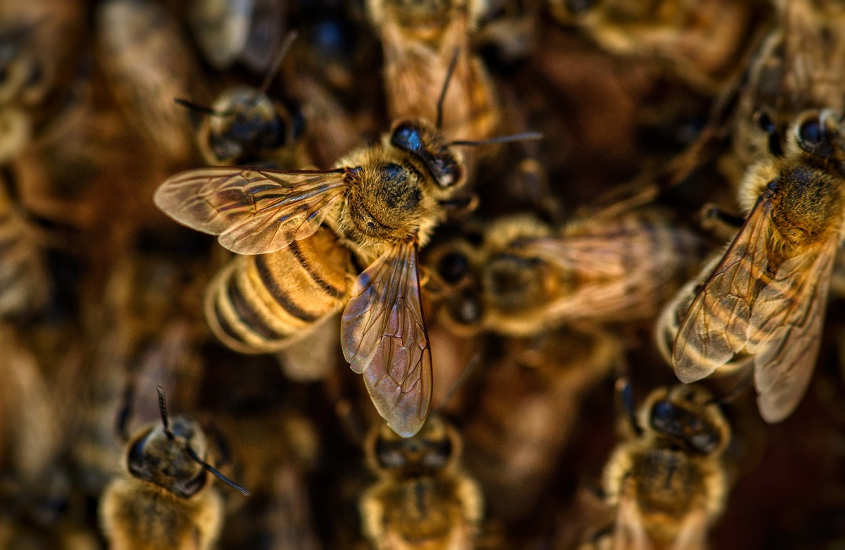 Enxames de abelhas podem ser capazes de alterar o clima local, diz estudo