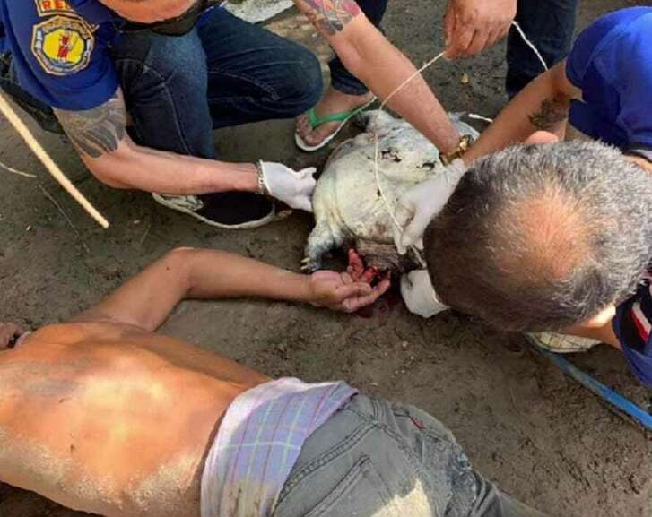 Tailandês quase perde dedo após ser mordido por tartaruga-do-casco-mole