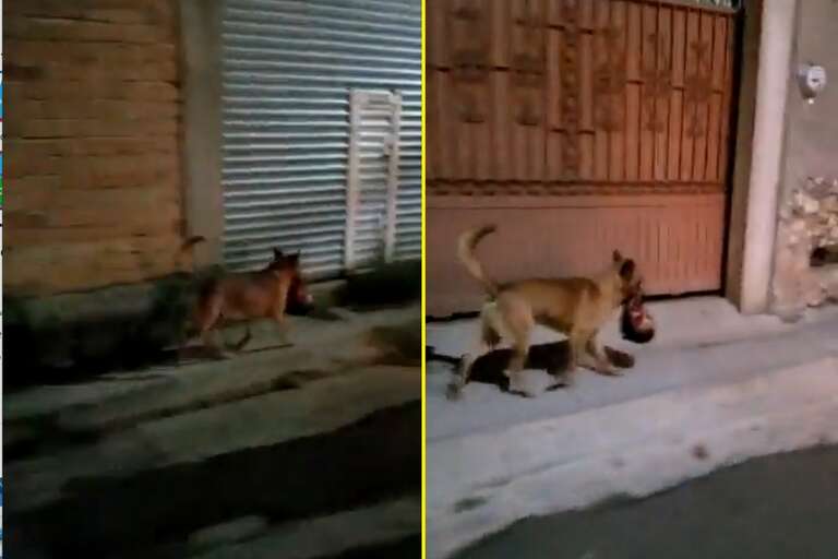VÍDEO: cachorro é flagrado carregando uma cabeça humana pelas ruas de Monte Escobedo, no México