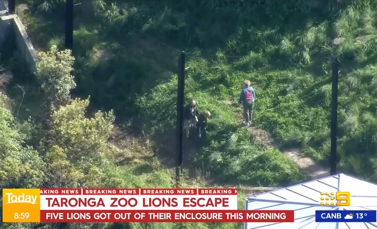 Cinco leões fogem de recinto em zoológico na Austrália e acionam situação de emergência