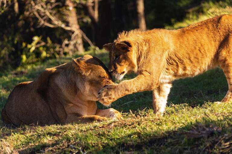 Cinco leões fogem de recinto em zoológico na Austrália e acionam situação de emergência