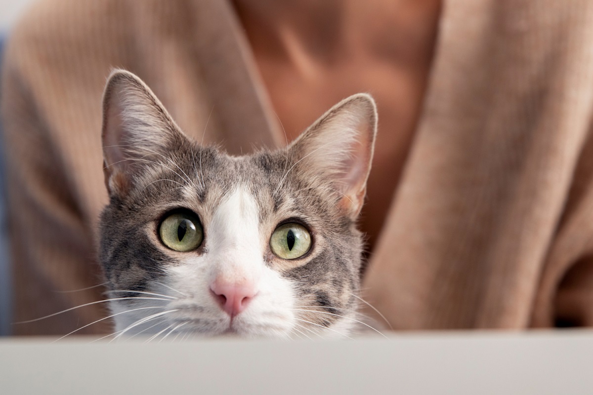 Em breve, gatos poderão ajudar na solução de crimes domésticos, mas não como &#34;testemunhas&#34;