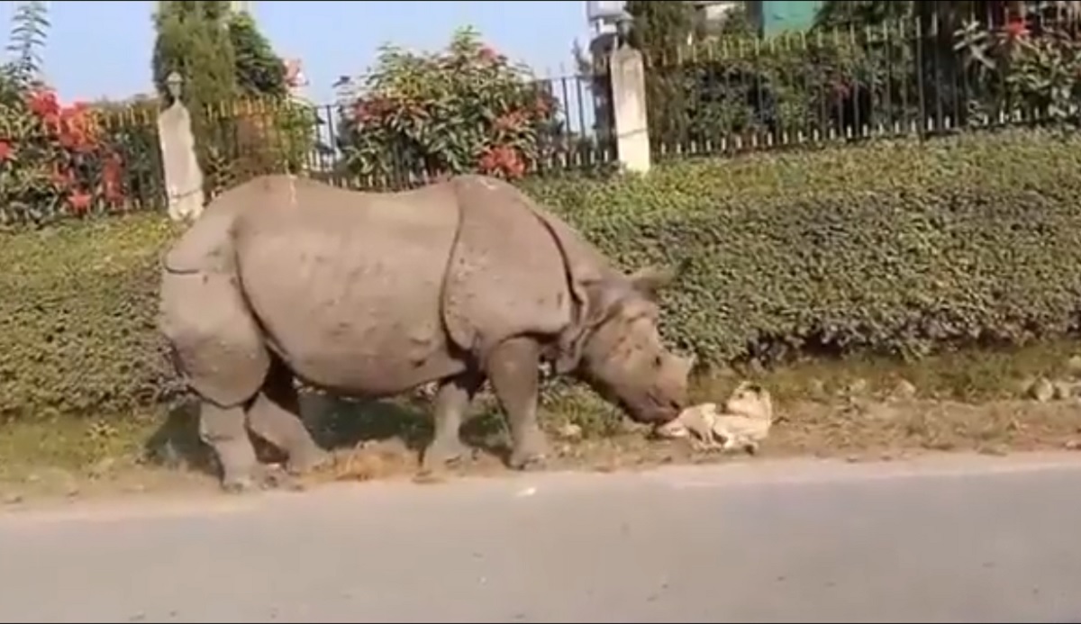 VÍDEO: rinoceronte acorda cachorro vira-lata no meio da rua no Nepal e cena viraliza