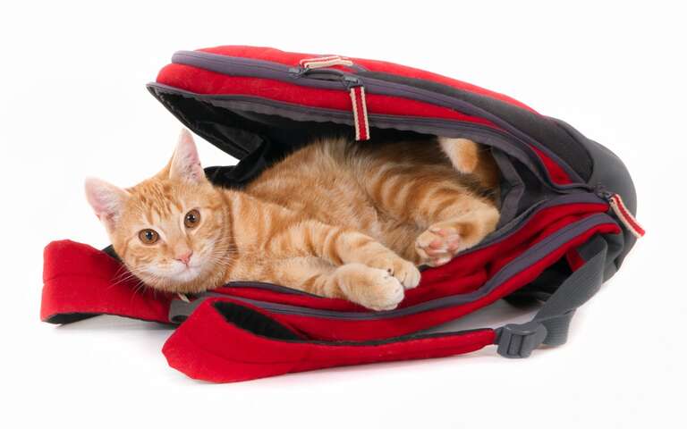 Gato se esconde em mala e é descoberto apenas no raio-x do aeroporto de Nova Iorque