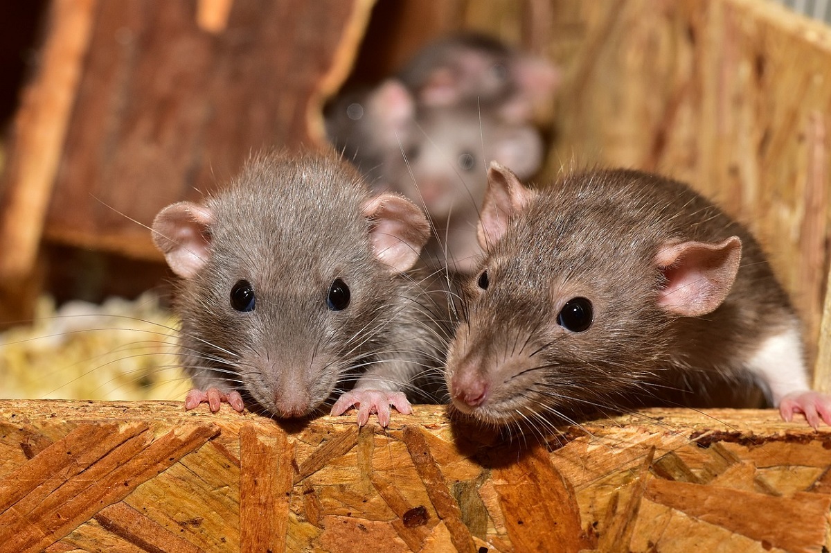 Policiais da Índia dizem que ratos sumiram com cerca de 200 kg de maconha 