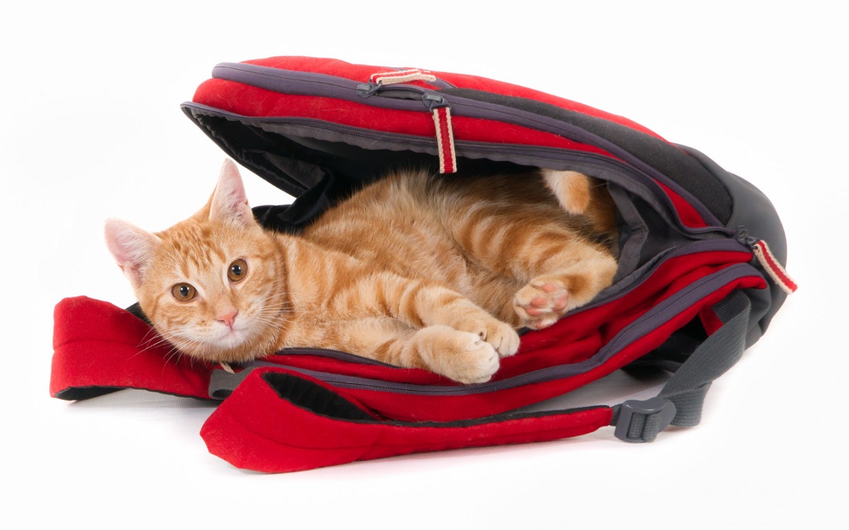 Gato se esconde em mala e é descoberto apenas no raio-x do aeroporto de Nova Iorque