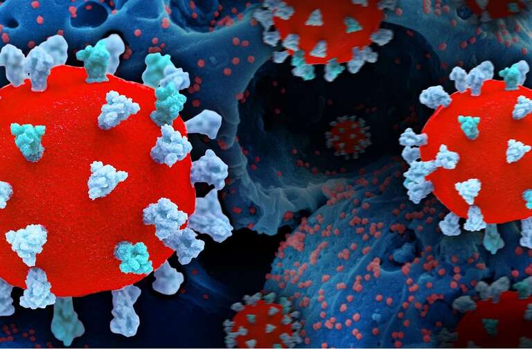 Cientistas descobrem vírus parecidos com o SARS-CoV-2 em morcegos e com potencial de infectar humanos