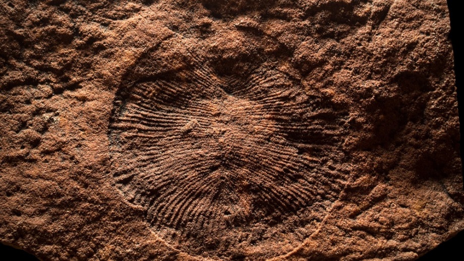 Cientistas descobrem a refeição mais antiga da história, com mais de 550 milhões de anos