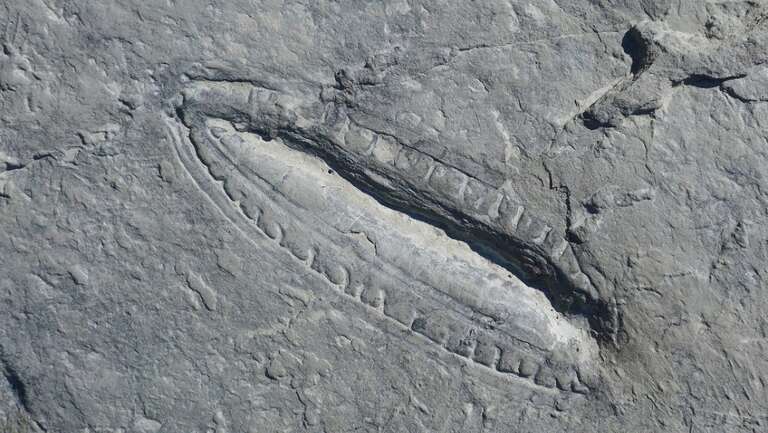 Cientistas descobrem a refeição mais antiga da história, com mais de 550 milhões de anos