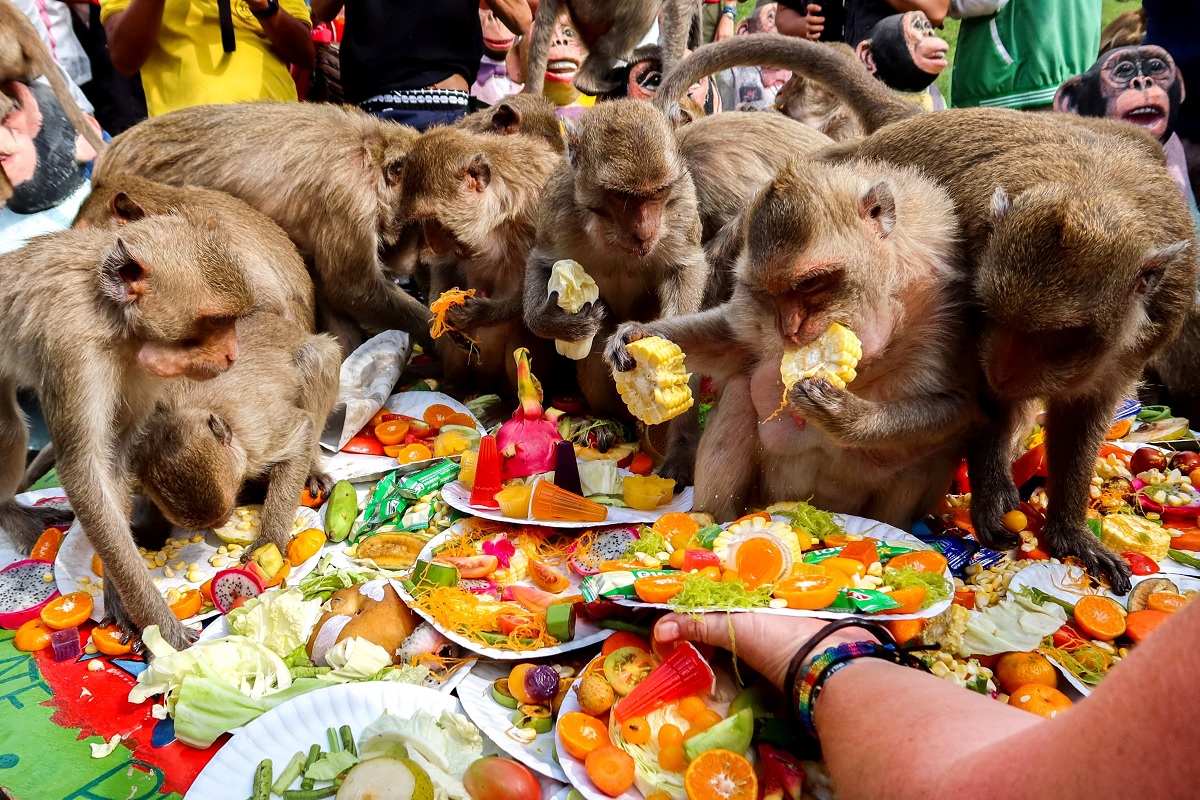 VÍDEO: centenas de macacos selvagens aproveitam banquete dedicado a eles na Tailândia
