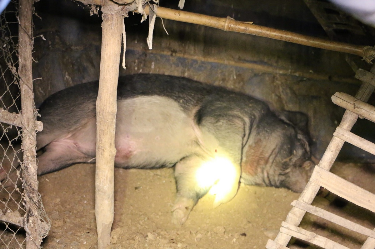 Tailandês é morto pelo javali de 100 kg que foi criado como animal de estimação