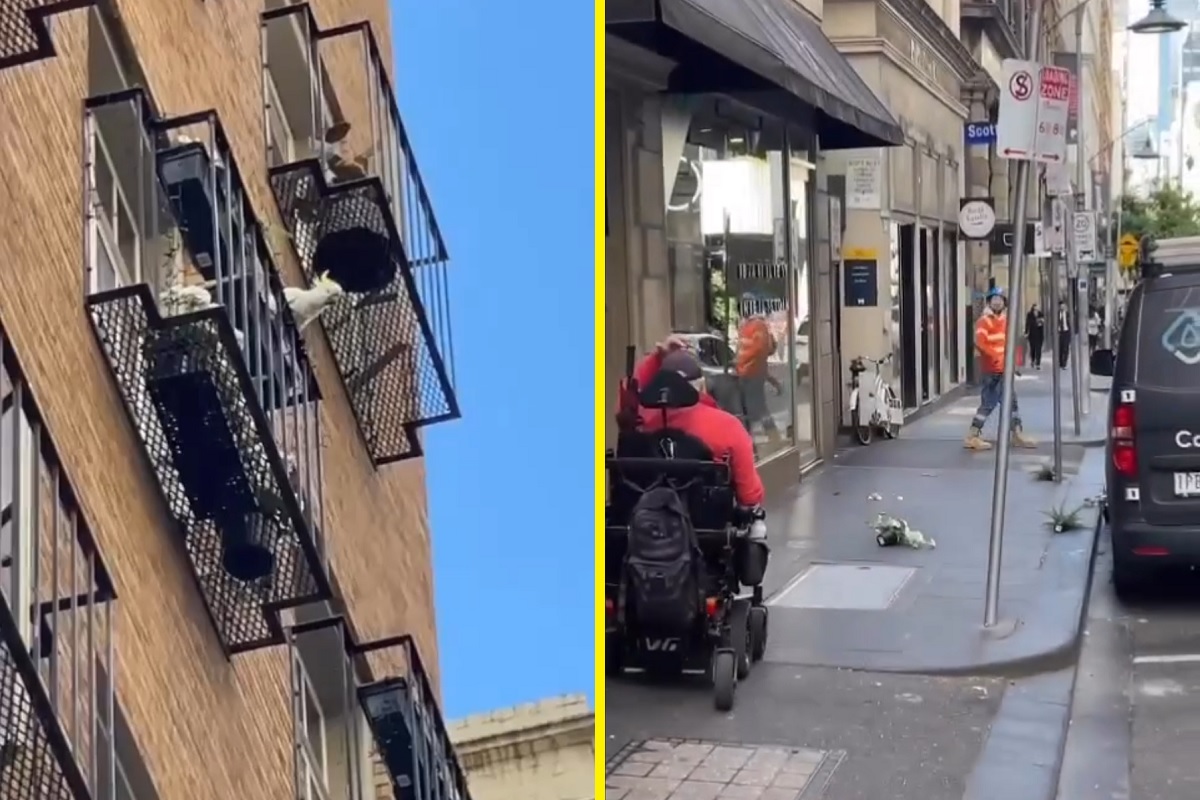 VÍDEO: cacatua surpreende moradores de Melbourne ao lançar vasos de plantas na calçada