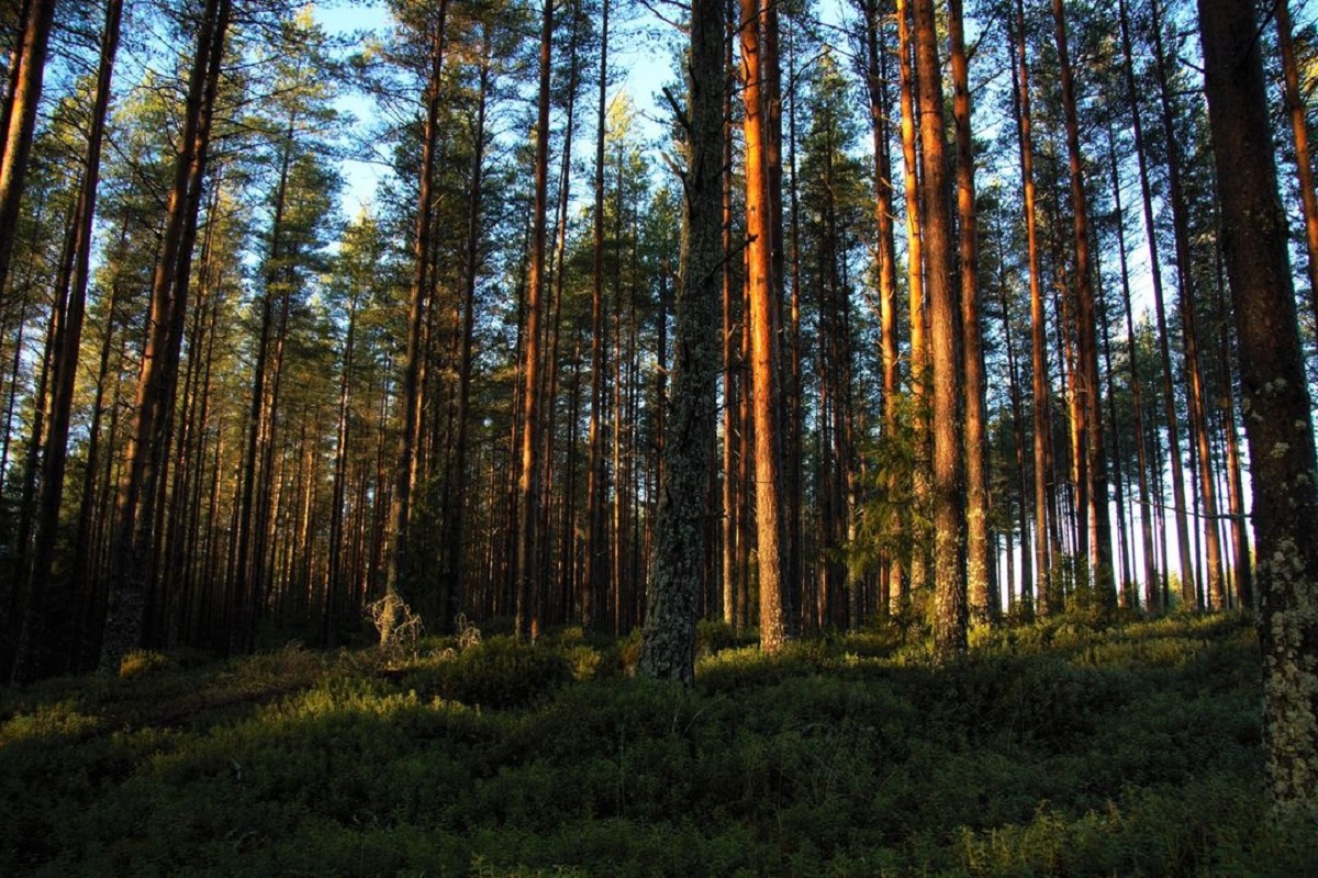 Aquecimento global está ajudando um besouro a exterminar a principal floresta da Finlândia