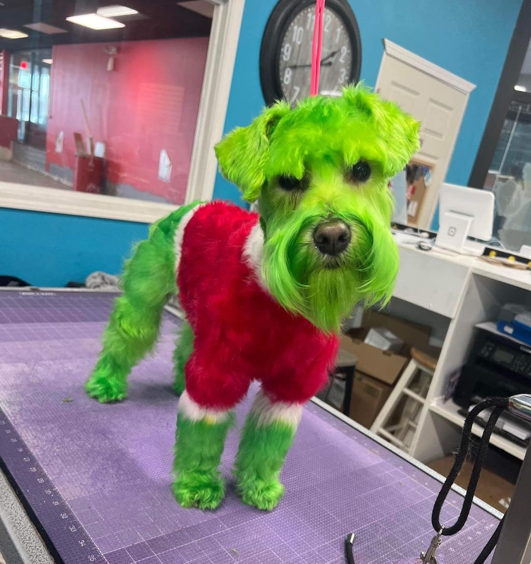 Cãozinho pintado como o Grinch para o Natal viraliza no TikTok e gera polêmica