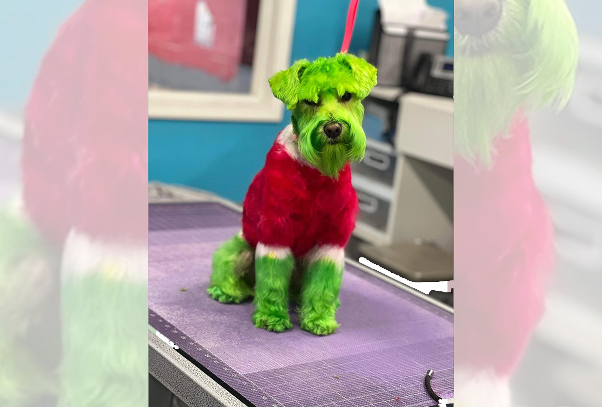 Cãozinho pintado como o Grinch para o Natal viraliza no TikTok e gera polêmica