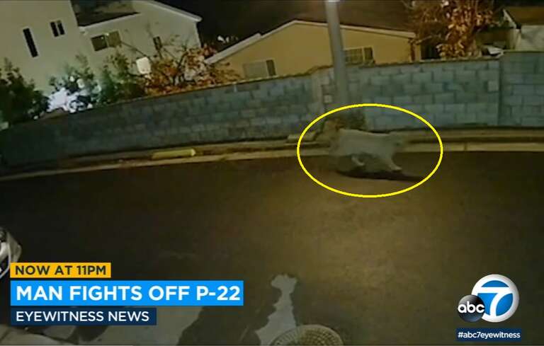 Famoso puma de Los Angeles ataca chihuahua, que sobreviveu graças ao dono