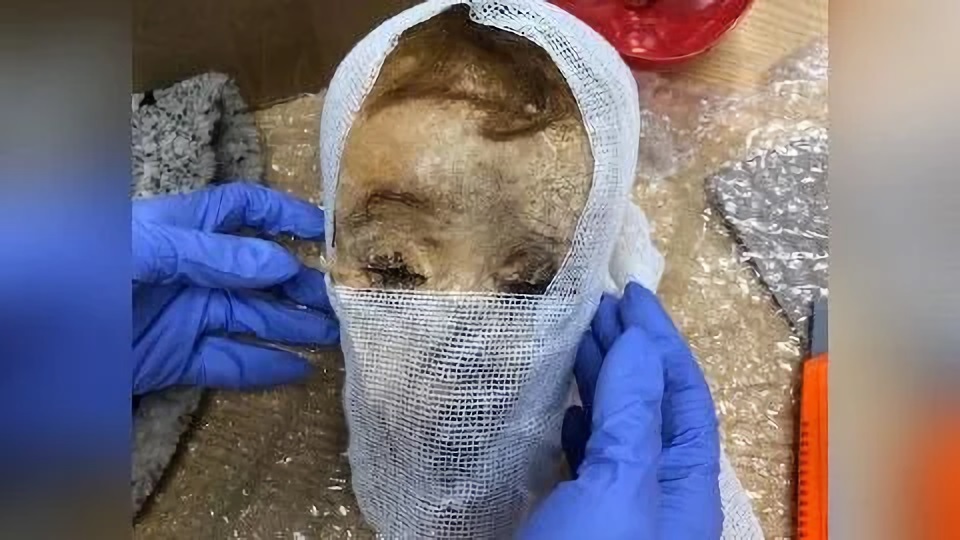 Argentina: cabeça mumificada de menino é descoberta em pacote que seria enviado a celebridade dos EUA