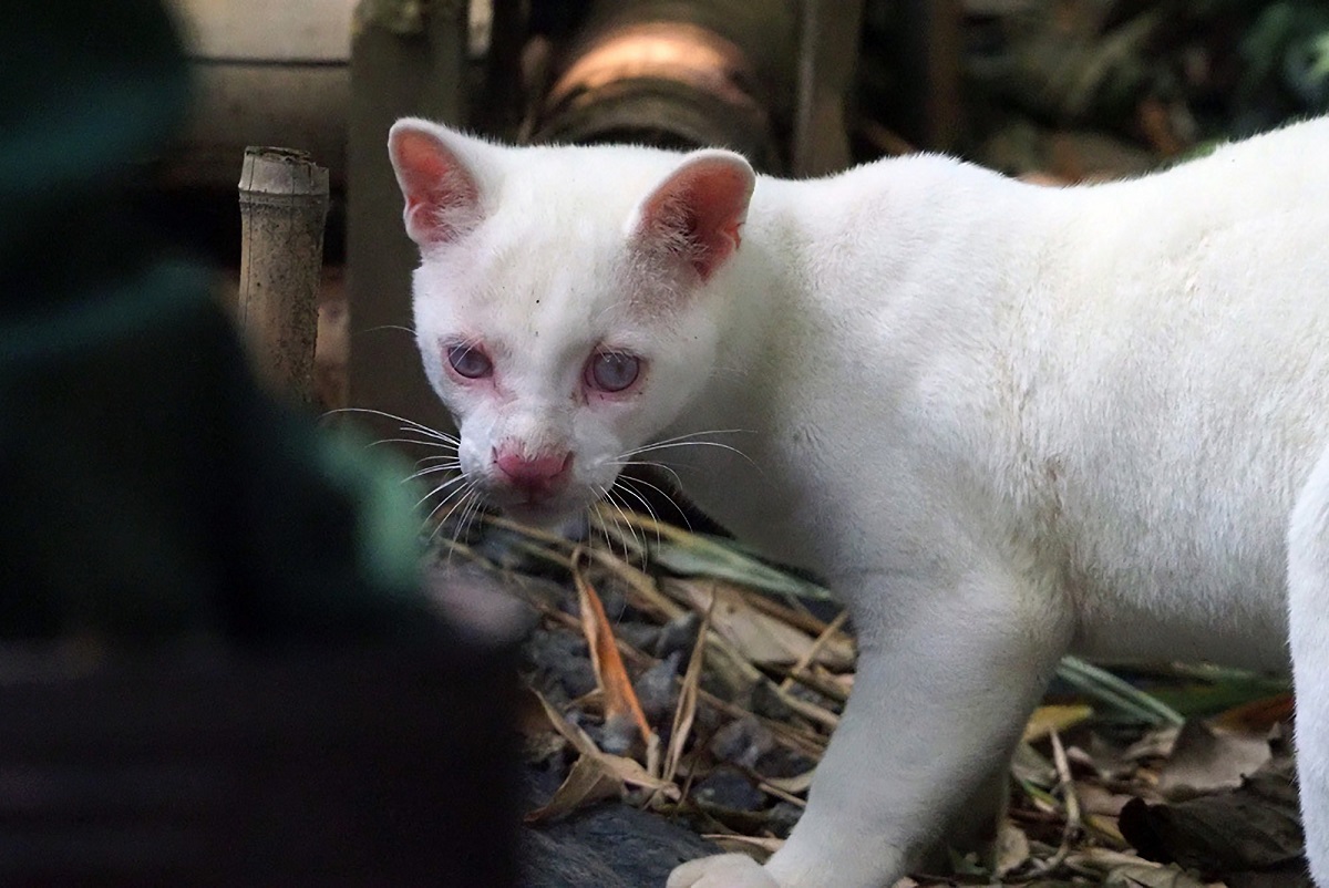 Única jaguatirica albina do mundo vive em parque da Colômbia, é cega e preocupa cientistas