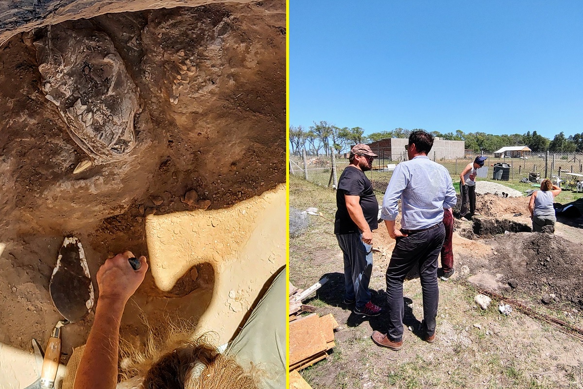 Cráneo de tigre dientes de sable descubierto durante la construcción de una casa en Argentina