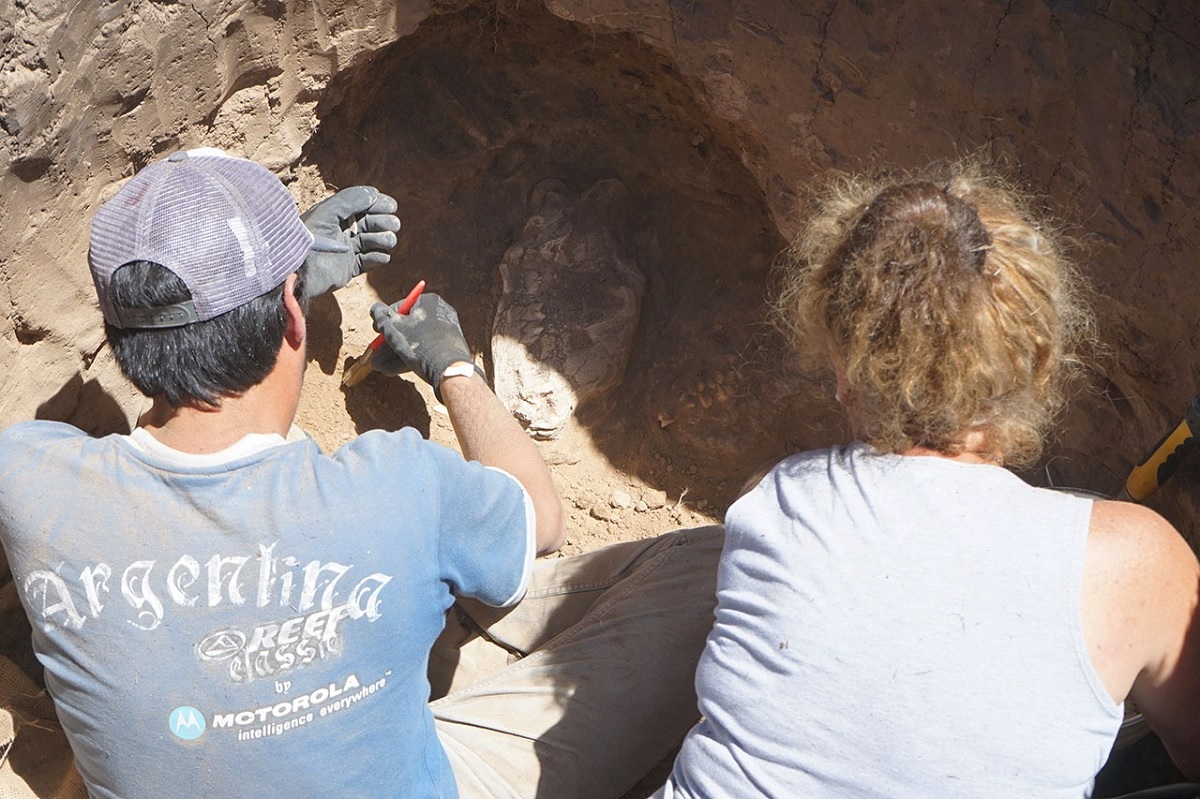 Cráneo de tigre dientes de sable descubierto durante la construcción de una casa en Argentina