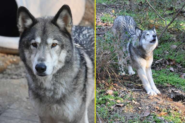 Caçador da Pensilvânia, nos EUA, mata cachorro da raça malamute achando que era coiote
