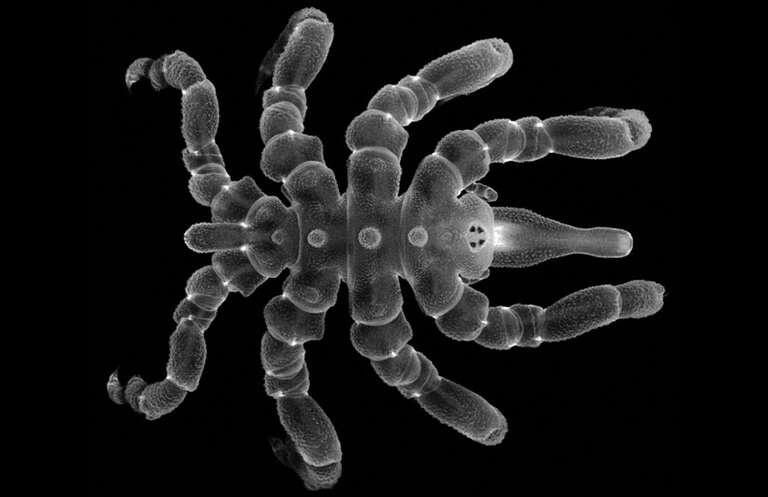 Pela 1ª vez, cientistas testemunham aranha do mar regenerando metade do corpo amputado