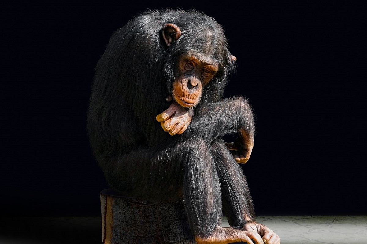 Humanos são capazes de, naturalmente, entender gestos feitos por grandes macacos