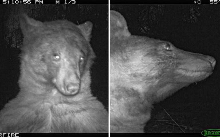 Urso-negro descobre câmera de vigilância e tira 400 "selfies" nos EUA