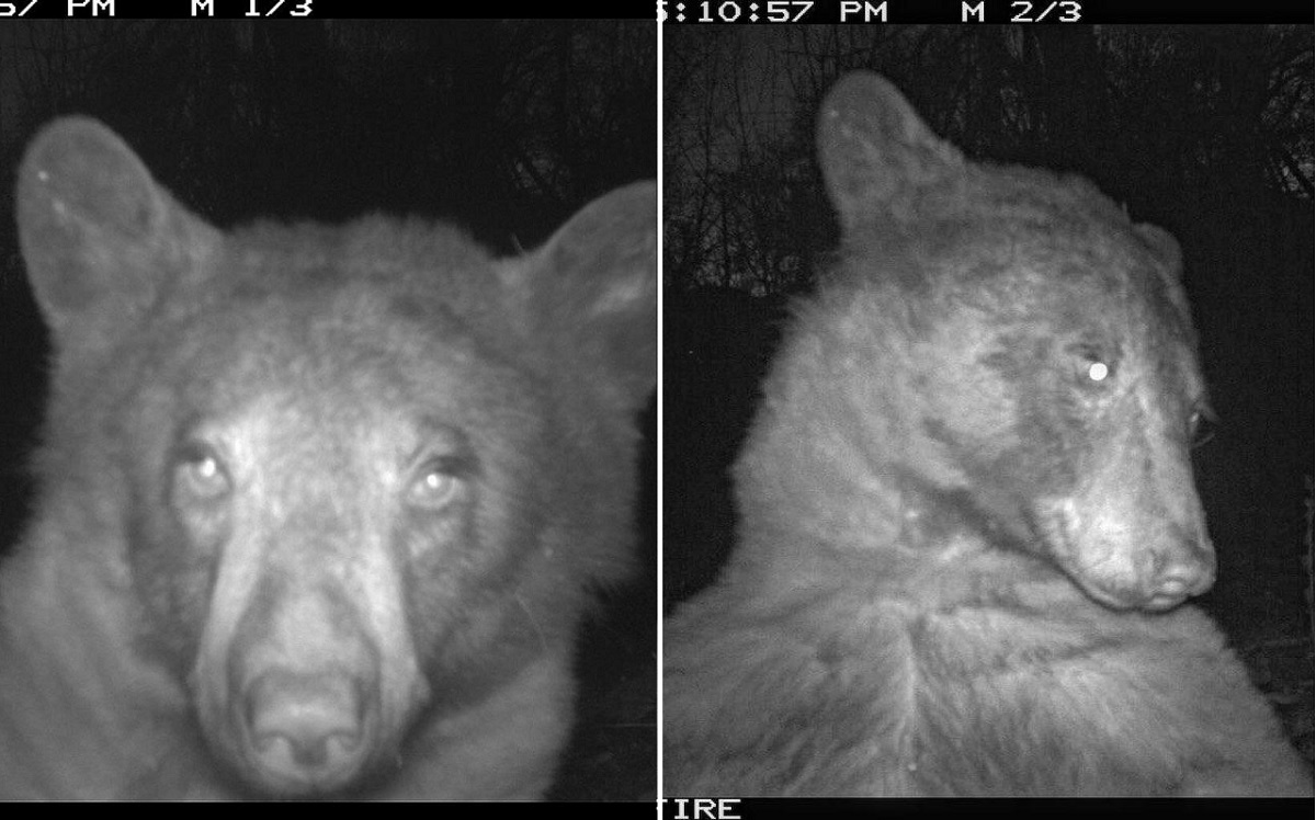 Urso-negro descobre câmera de vigilância e tira 400 &#34;selfies&#34; nos EUA