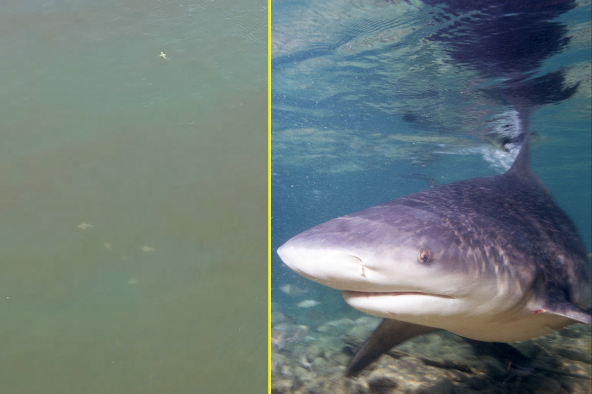 VÍDEO: brasileiro filma dezenas de tubarões cabeça-chata em rio na Austrália
