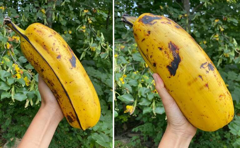Foto de banana gigante viraliza no Twitter e deixa internautas intrigados