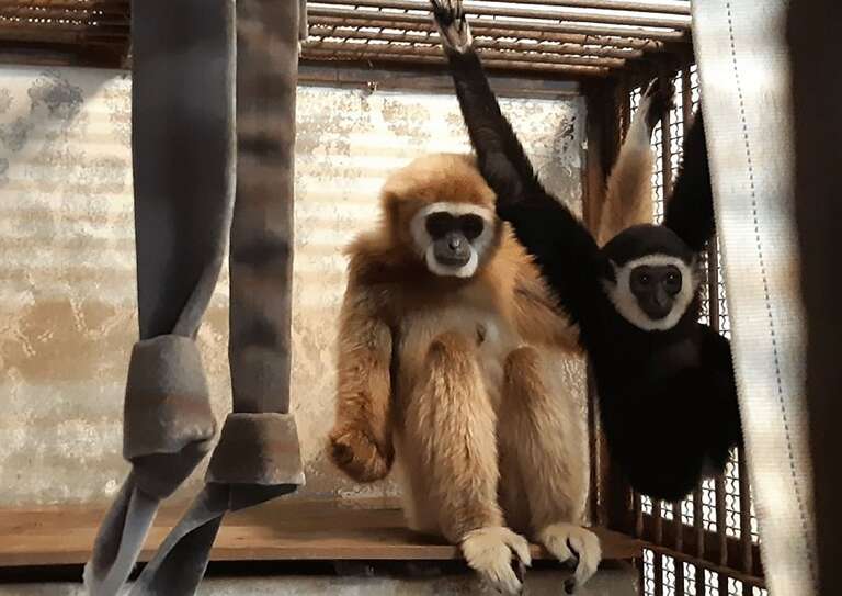Zoológico do Japão descobre como macaca conseguiu engravidar apesar de estar sozinha na jaula