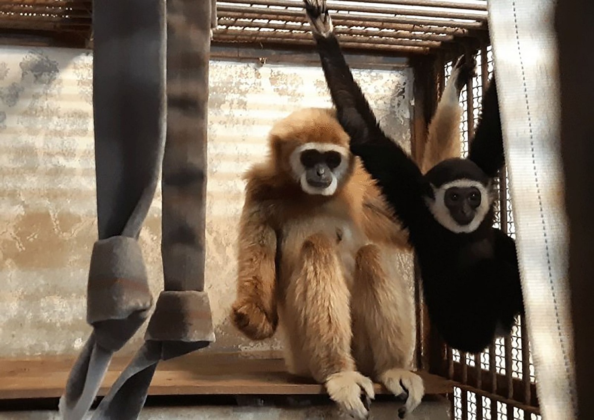 Zoológico do Japão descobre como macaca conseguiu engravidar apesar de estar sozinha na jaula