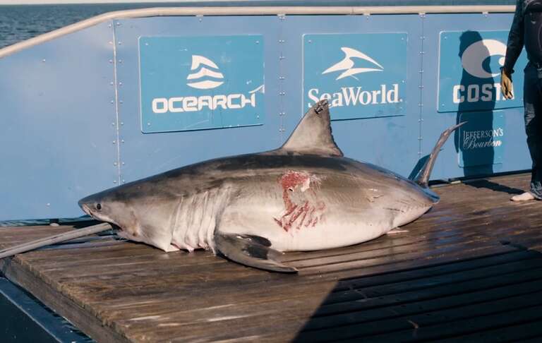 Cientistas encontram perto da Flórida (EUA) um enorme tubarão-branco que foi mordido por outro ainda maior