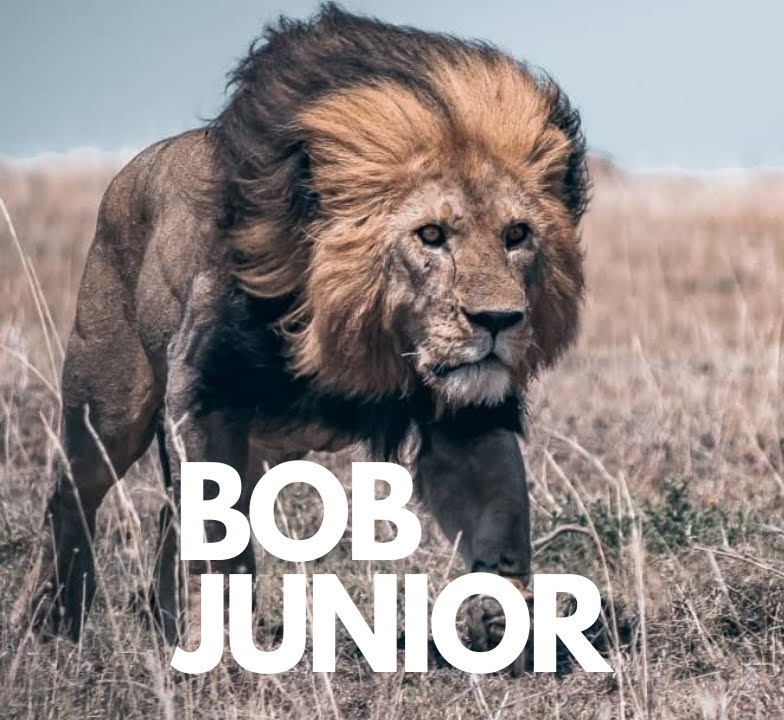 Famoso leão Bob Junior, do parque Serengeti, na Tanzânia, foi morto por rivais 