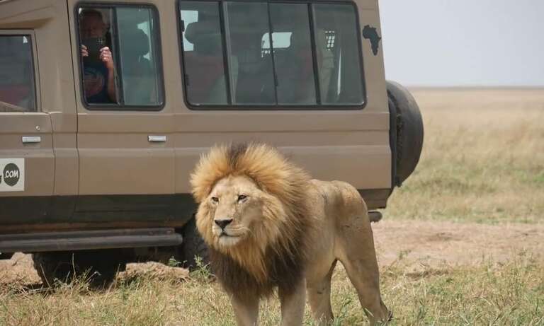 Famoso leão Bob Junior, do parque Serengeti, na Tanzânia, foi morto por rivais 