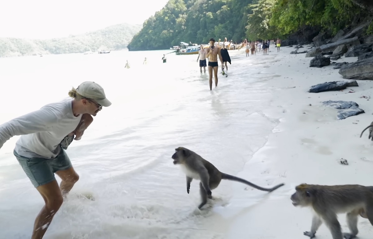 VÍDEO: youtuber australiano enfrenta macacos em famosa praia da Tailândia