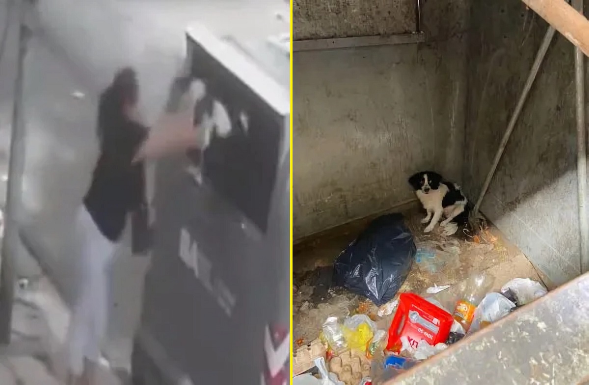 VÍDEO: internautas ficam indignados com mulher que joga cachorro em lixeira na Argentina