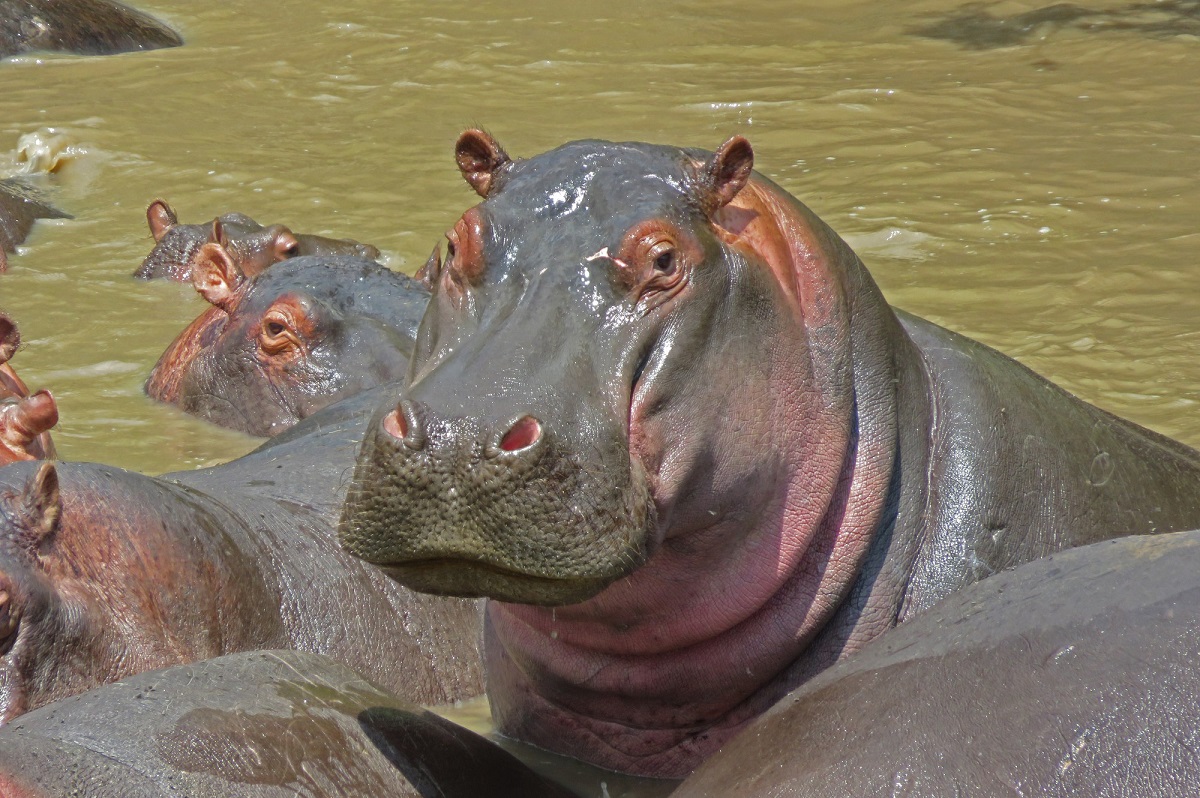 Governo da Colômbia planeja enviar 70 hipopótamos do Pablo Escobar para santuários no exterior 