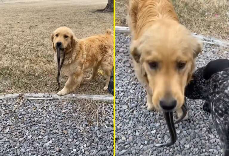 VÍDEO: filhote de golden retriever que adora agradar a dona oferece cobra de um metro como "presente"