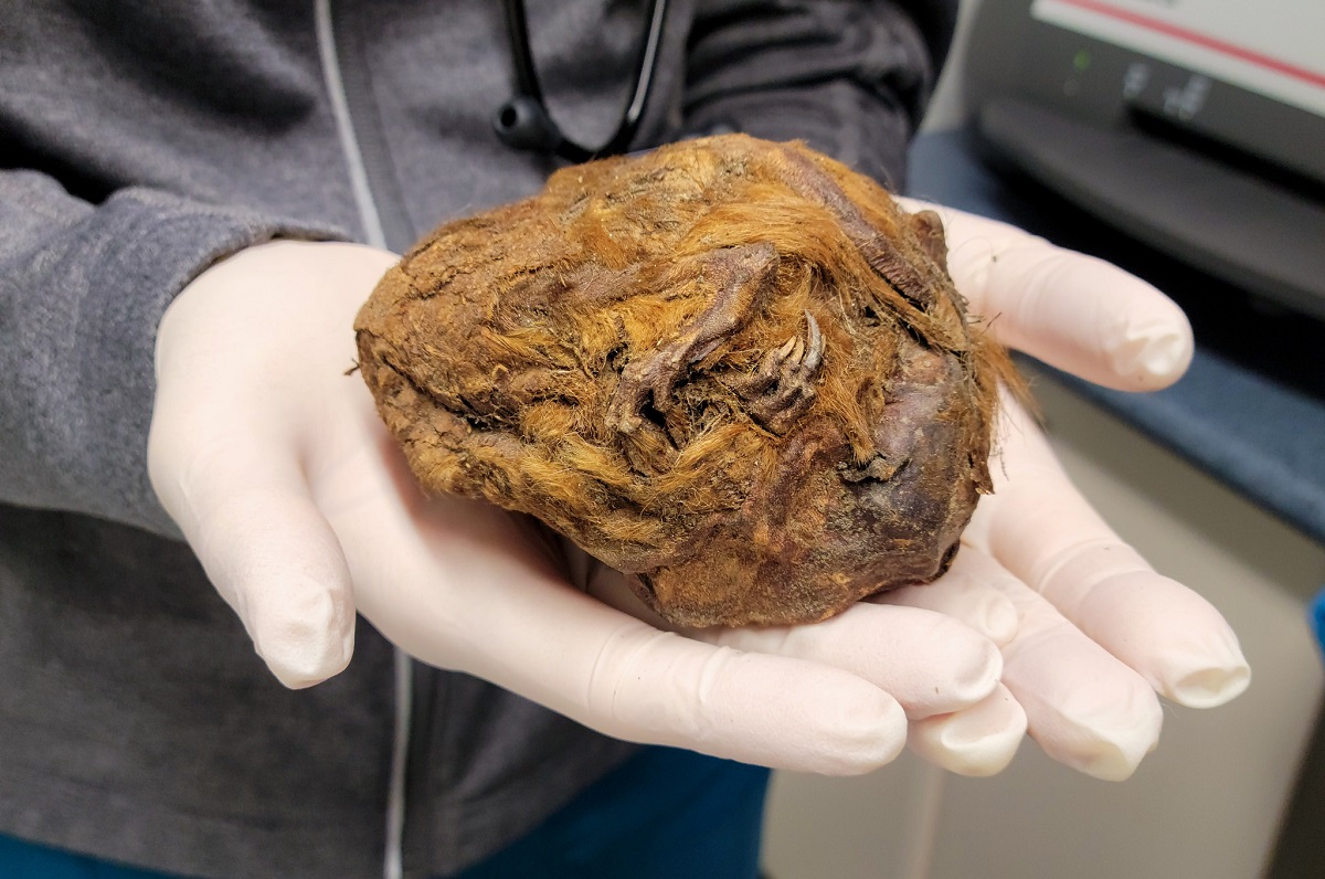 &#34;Bola de pelo misteriosa&#34; encontrada em 2018 no Canadá é um fóssil de 30.000 anos