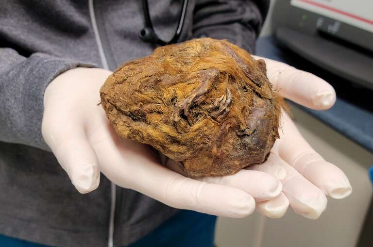 "Bola de pelo misteriosa" encontrada em 2018 no Canadá é um fóssil de 30.000 anos
