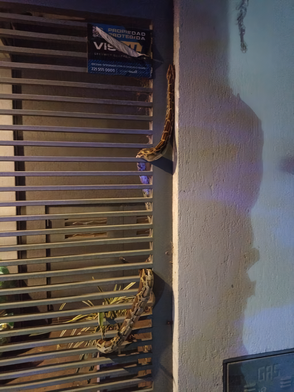 VÍDEO: moradores de La Plata, na Argentina, são surpreendidos por cobra de 2 metros em portão de casa