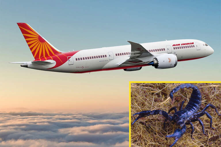 Bizarro! Passageira é picada por escorpião dentro de avião na Índia