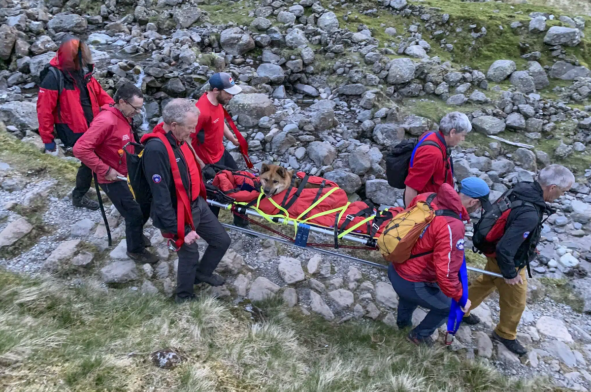 Resgate inusitado no Reino Unido: cão cansado e ferido é retirado de maca da montanha Scafell Pike