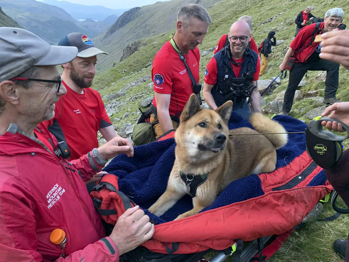 Resgate inusitado no Reino Unido: cão cansado e ferido é retirado de maca da montanha Scafell Pike